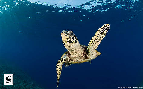  / &copy;: Jürgen Freund / WWF-Canon