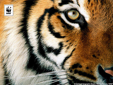  / &copy;: © National Geographic Stock/ Michael Nichols / WWF Date of Photo:          