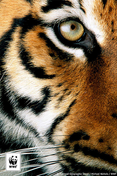  / &copy;: © National Geographic Stock/ Michael Nichols / WWF
