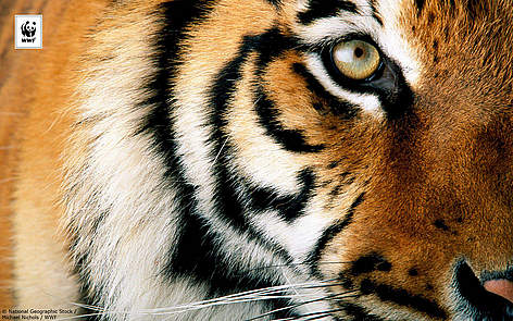  / &copy;: National Geographic Stock/ Michael Nichols / WWF