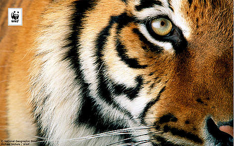  / &copy;: National Geographic Stock/ Michael Nichols / WWF