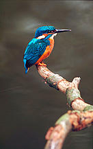 Alcedo atthis Kingfisher Biebrza Marshes, Poland Project number: 9Z0641  / &copy;: WWF-Canon / Fred F. HAZELHOFF