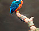 Alcedo atthis Kingfisher Biebrza Marshes, Poland Project number: 9Z0641 