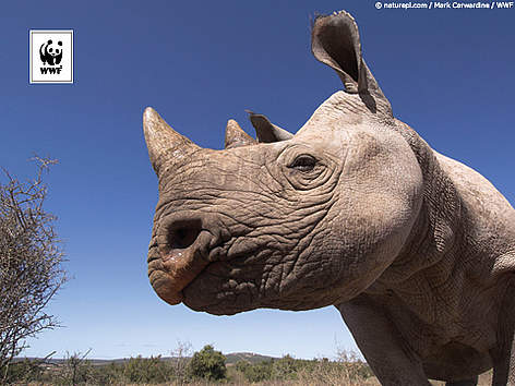  / &copy;: naturepl.com /Mark Carwardine / WWF
