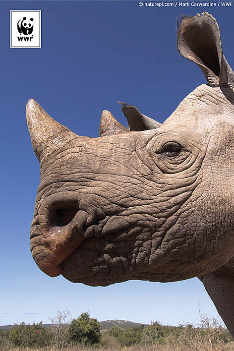  / &copy;: naturepl.com /Mark Carwardine / WWF