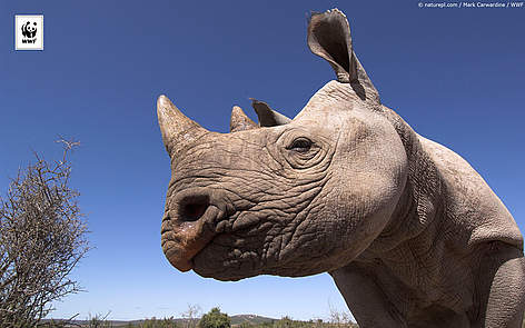  / &copy;:  © naturepl.com /Mark Carwardine / WWF