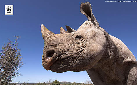  / &copy;: naturepl.com /Mark Carwardine / WWF