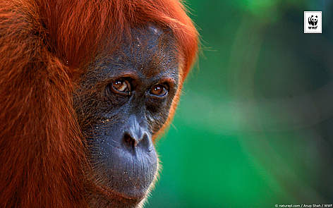  / &copy;: naturepl.com /Anup Shah / WWF