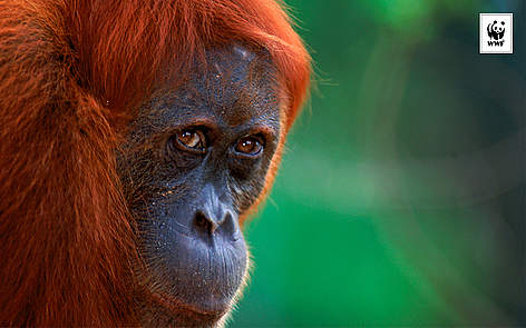  / &copy;: naturepl.com /Anup Shah / WWF