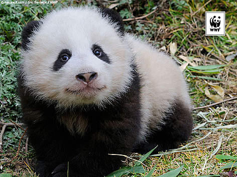  / &copy;: naturepl.com/Eric Baccega / WWF