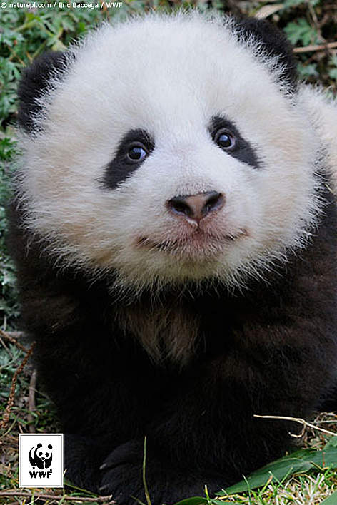  / &copy;: naturepl.com/Eric Baccega / WWF
