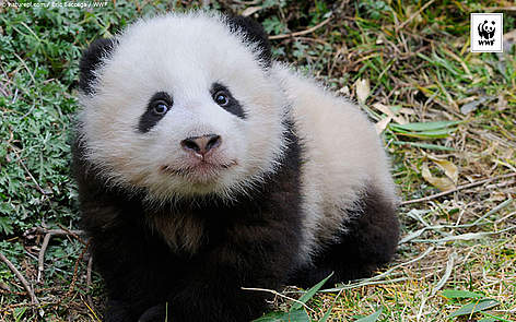 For Windows 1680 x 1050 / &copy;: naturepl.com/Eric Baccega / WWF