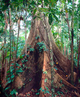 The butress roots of a giant rainforest tree in the coastal flooded forest near Belém. Amazonas, ... / ©: WWF-Canon / Edward PARKER / ©: WWF-Canon / Edward PARKER