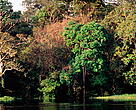 Igapo or "Black Water" flooded forest 