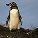 Galpagos penguins (Spheniscus mendiculus) are island seabirds that are highly vulnerable to climate change. Endangered penguin populations have halved since the early 1970s because the adult penguins become emaciated (sometimes dying) and fail to reproduce during severe El Nio years. Because climate change is expected to make El Nios more frequent in future, it is expected to further reduce ... © Kerry Lannert