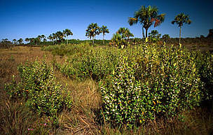 Typical lowland area of Cerrado landscape / ©: WWF-Canon / Juan PRATGINESTOS / ©: WWF-Canon / Juan PRATGINESTOS