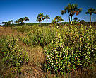 Typical lowland area of Cerrado landscape