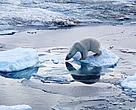 If arctic sea ice continues melting at its current rate, polar bears could become extinct by the end of this century. 