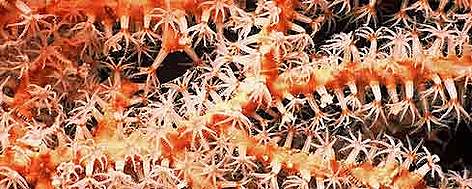 Detail of Soft coral, close up. Fiji is famous throughout the world for spectacularly rich and ... / ©: WWF-Canon / Cat HOLLOWAY Detail of Soft coral, close up. Fiji is famous throughout the world for spectacularly rich and ... rel=