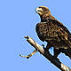 The tawny eagle (Aquila rapax) is an arid savanna raptor found in Asia and Africa. Small changes in precipitation predicted with climate change would likely result in the birds extinction in its African habitat in the southern Kalahari. If the mean annual precipitation stays the same but the inter-annual (year to year) variation increases by less than 10%, the birds population will decrease ... © Arno Meintjes