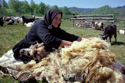 Tunsul oilor, Romania / ©: WWF DCP, Anamaria Stoica / ©: WWF DCP, Anamaria Stoica