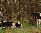 Farmer with cows, Poland.