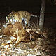 Amur (Siberian) tiger (Panthera tigris altaica) in north-east China (2/5). © Hunchun Amur Tiger National Natural Protection Administration