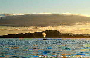 Soplo de cría de ballena azul (Balaenoptera musculus) al atardecer en el canal de Moraleda, cerca ... / ©: © Centro Ballena Azul – Universidad Austral de Chile / Rodrigo HUCKE-GAETE ballena azul / ©: © Centro Ballena Azul – Universidad Austral de Chile / Rodrigo HUCKE-GAETE