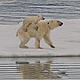 A polar bear cub hitches a ride.
