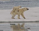 A polar bear cub hitches a ride.