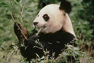 View the panda photogallery. From there you can send panda ecards to your friends and download ... / ©: WWF-Canon / Susan A. MAINKA / ©: WWF-Canon / Susan A. MAINKA