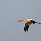 The Siberian crane is a critically endangered migratory wetland bird numbering 3,000 individuals worldwide. Siberian cranes breed in Arctic Russia and Siberia, and most winter in China in the middle to lower reaches of the Yangtze River. This birds Arctic tundra habitat is forecast to decline by 70% as it becomes colonized by trees as global warming progresses. Decreased precipitation coupled ... © Blake Matheson