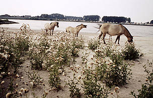 WIld konik horses at the Millingerwaard Nature Reserve. / ©: WWF / Rob WEBSTER / ©: WWF / Rob WEBSTER