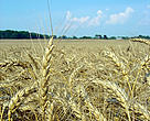 Wheat stalks turn gold as they ripen.