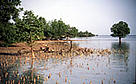 Mangrove Along the coast of Mafia Island, Tanzania.  / &copy;: WWF-Canon / Sandra MBANEFO OBIAGO