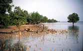 Mangrove Along the coast of Mafia Island, Tanzania. / ©: WWF-Canon / Sandra MBANEFO OBIAGO Mangrove Along the coast of Mafia Island, Tanzania. / ©: WWF-Canon / Sandra MBANEFO OBIAGO