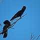 The southeastern Australian habitat of the endangered red-tailed black cockatoo (Calyptorhynchus banksii). It is expected to contract to just 2% of its current extent under climate projections of 3C of warming with a 10% decrease in rainfall. In the northeastern Wet Tropics, almost three quarters of all bird there species could become extinct with global warming of greater than 2C. © Manda / Flickr.com