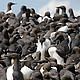 The particular vulnerability of seabirds to climate change is illustrated by the unprecedented breeding crash of UK North Sea seabirds in 2004. The direct cause for the breeding failure of common guillemots (Uria aalge), and other seabirds at Shetland and Orkney colonies was a shortage of small fish called sandeels, a crucial prey species for the seabirds. Warming ocean waters and major shifts in ... © Keith Marshall
