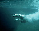 Polar bear diving in Hudson's Bay, Canada.