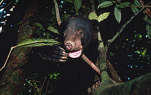 Sun bear (Helarctos malayanus), one of Borneo's threatened species. / ©: WWF-Canon / Terry Domico / ©: WWF-Canon / Terry Domico