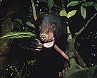Sun bear (<i>Helarctos malayanus</i>), one of Borneo's threatened species.