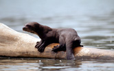 Pteronura brasiliensis Giant otter, Manu National Park, Peru. / ©: WWF-Canon / André BÄRTSCHI / ©: WWF-Canon / André BÄRTSCHI