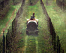 Spraying fruitplants against insects, The Netherlands.