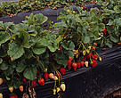 Strawberry cultivation is a cause of ground water depletion. Outskirts of Coto Doñana National Park, Spain.