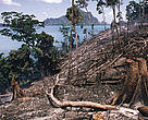 Slash and burn practices to exploit natural forest resources contribute to natural catastrophes, such as the recent landslides in the Philippines.