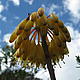 An aloe flower on the Peak of Ivohibe © WWF / Seraphine Wegner