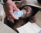 A hungry Baim takes to the bottle. 