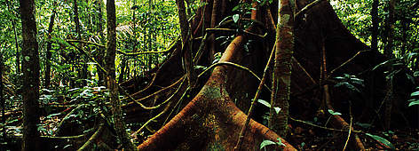 “Paletas” o raíces de imponente árbol en bosque de Madre de Dios, Perú. / ©: WWF-Canon / ANDRE BARTSCHI / ©: WWF-Canon / ANDRE BARTSCHI