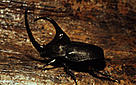  / &copy;: WWF-Canon / Juan PRATGINESTOS