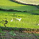 Birds alighting in a field of rice, the staple crop in Madagascar © WWF / Moira Hough